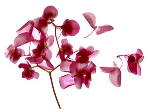 Pink Begonia I (digitális fotogram, digitális eredeti nyomat)